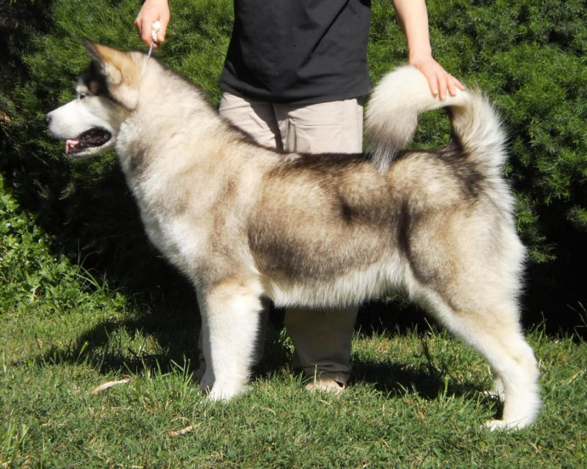 Malamute 2024 average weight